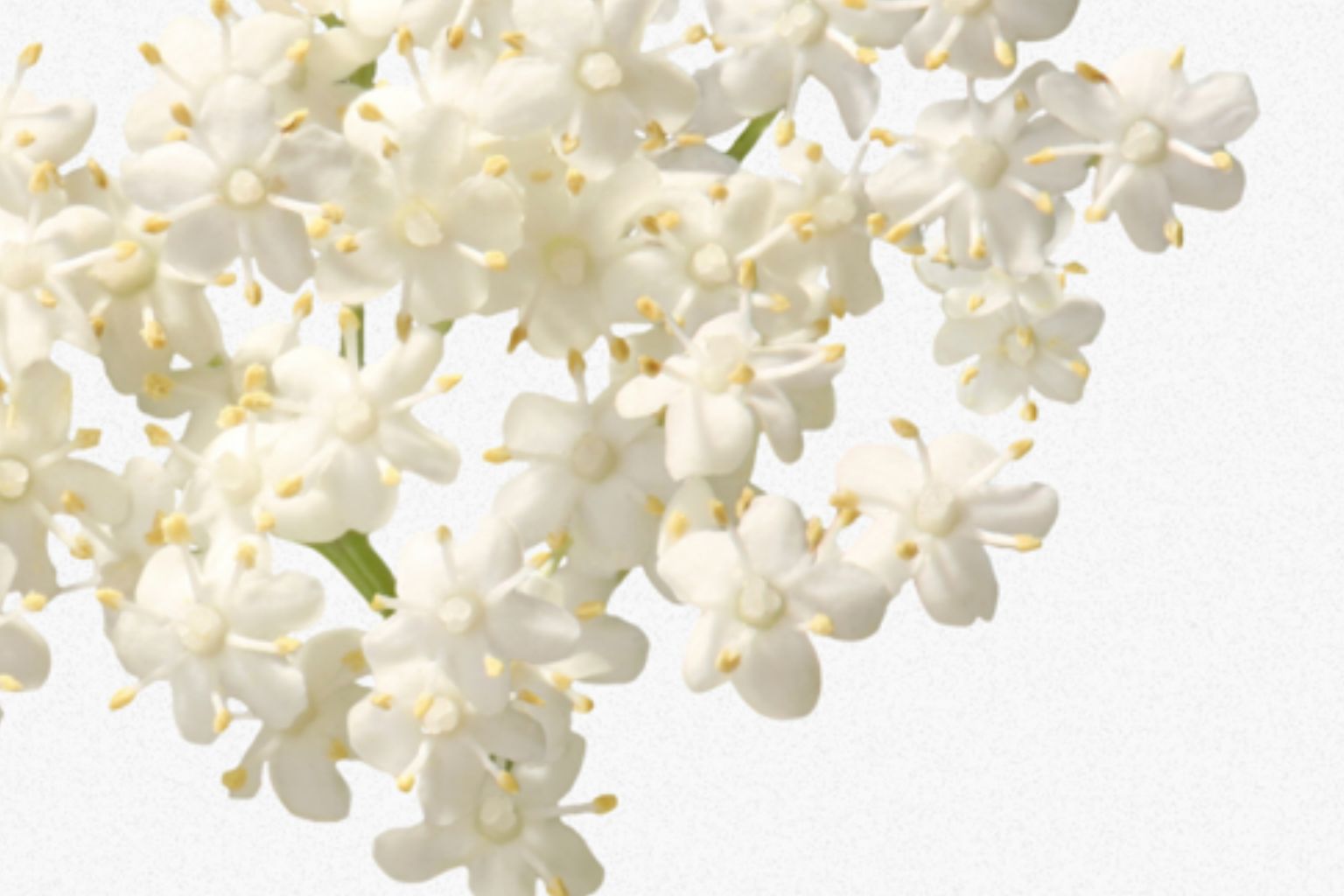 A Flower for Every Gentle Moment: How Elderflower Nurtures BEBELUNA’s Mild Line